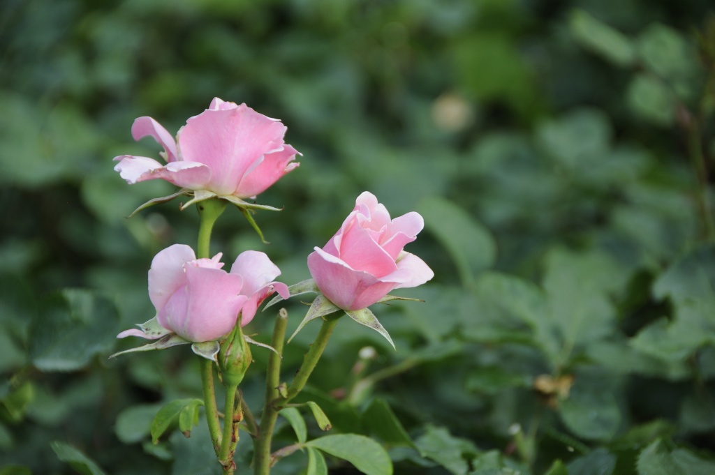 Roses in Regent's Park. Photo: Pål Stagnes
